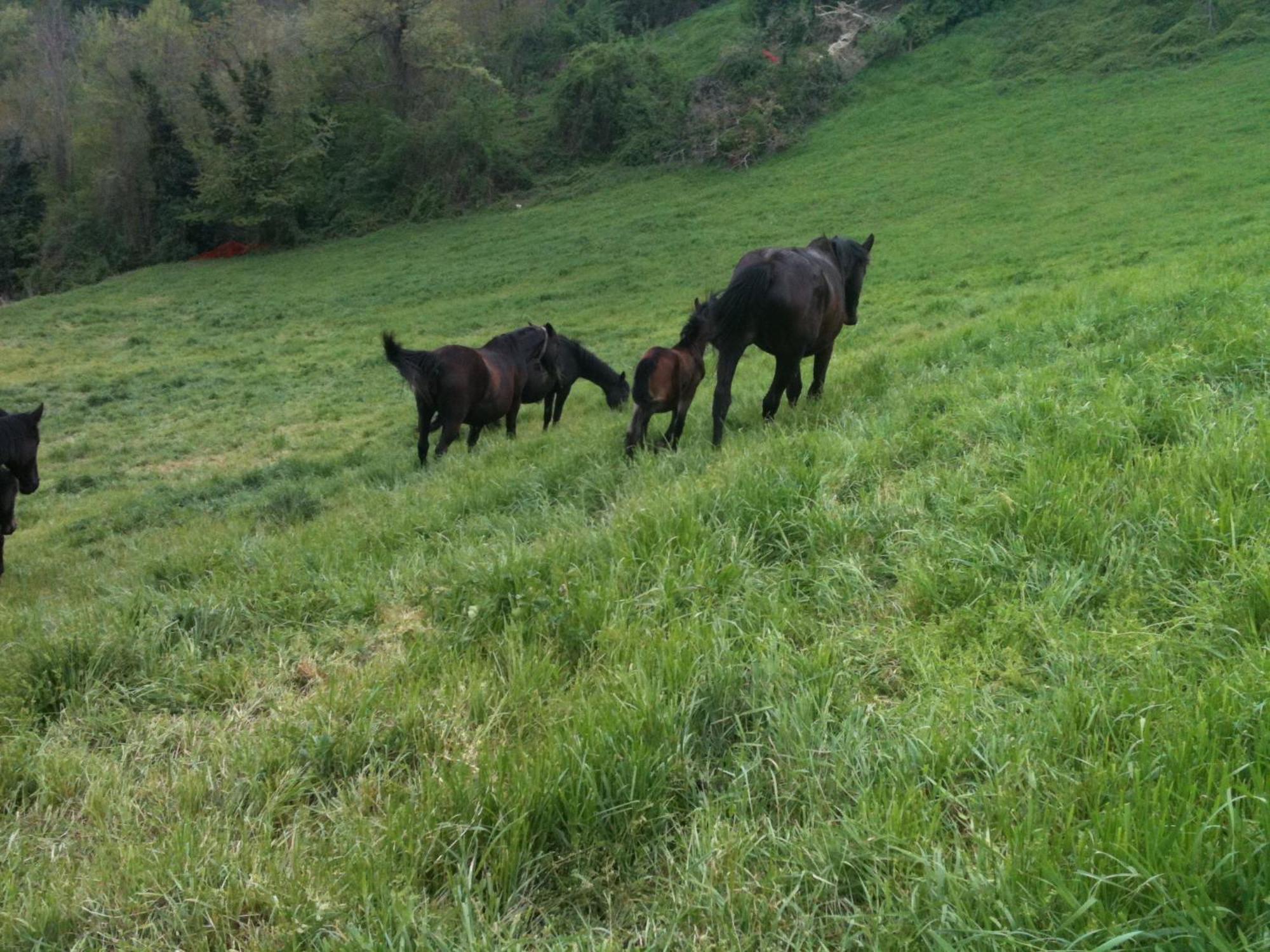 La Cittadella Dei Monti Sibillini Séjour à la campagne *